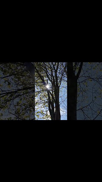 Sun 🌞 through tree🌲 on a sunny 🌞day 🌞 #nature #sun #tree #sky #beautiful #farm #homestead #relaxing