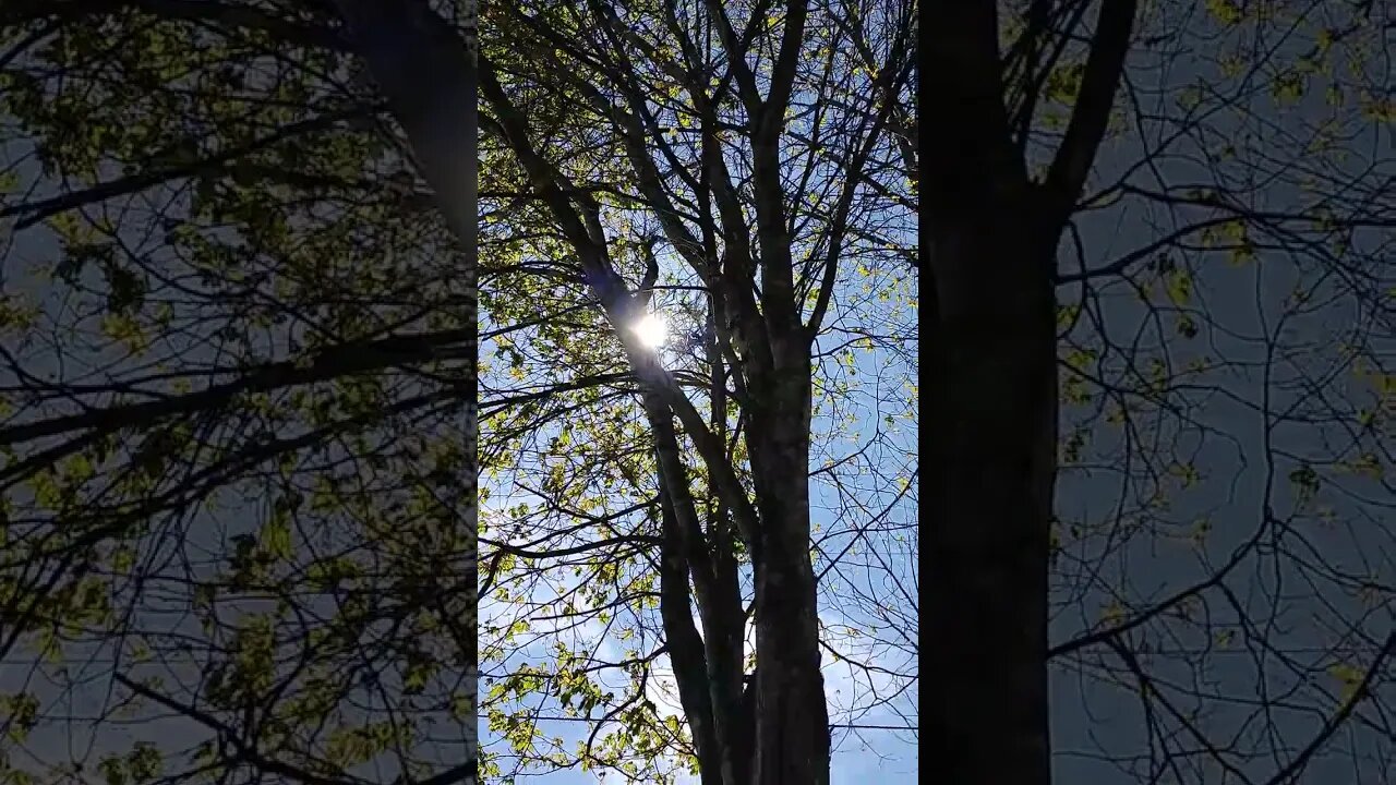 Sun ๐ through tree๐ฒ on a sunny ๐day ๐ #nature #sun #tree #sky #beautiful #farm #homestead #relaxing