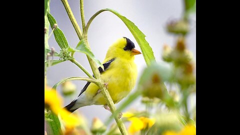 nature beauty sounds