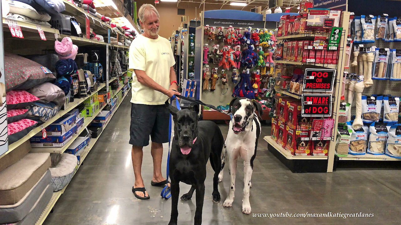 Great Danes have fun in toy aisle of the pet store