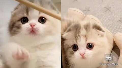 cute fluffy kitten😺😺😺❤️❤️❤️❤️