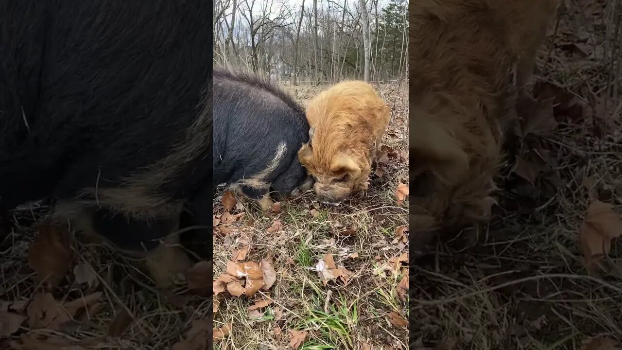 KuneKune boars fighting. It’s like they’ve never met! #shorts