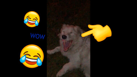 Dog Yawns ||| Yawn Compilation