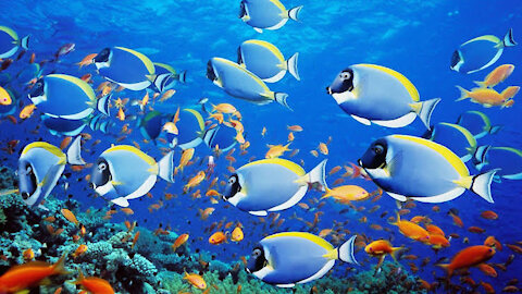 School of fish under the sea