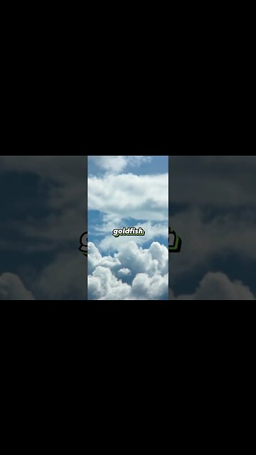 Raining Goldfish #shorts #funny #trending