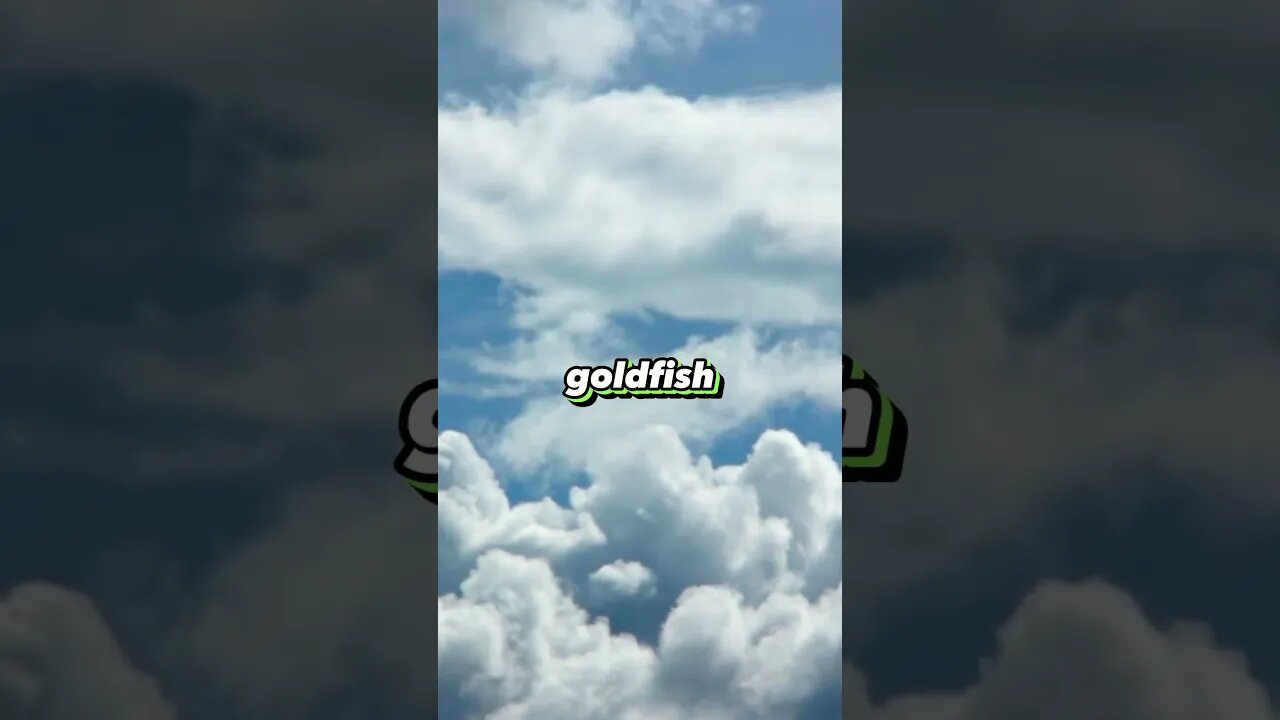 Raining Goldfish #shorts #funny #trending