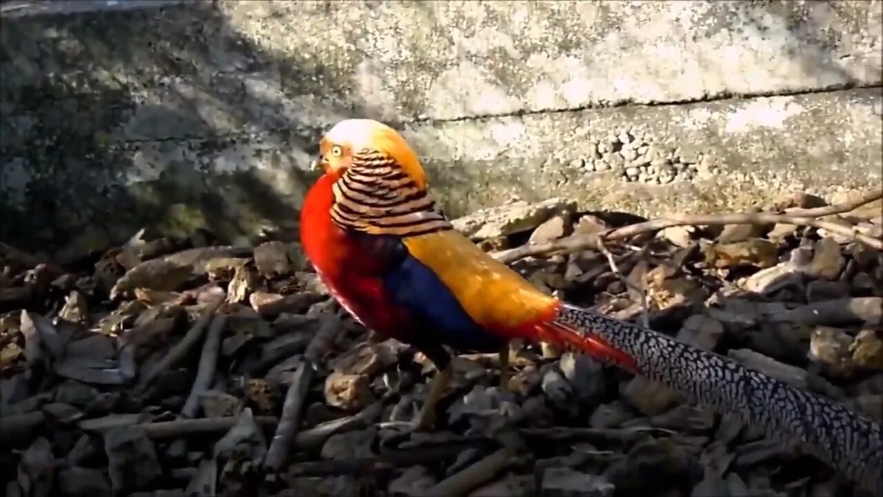 Beautiful Golden Pheasants and Wading Birds-14