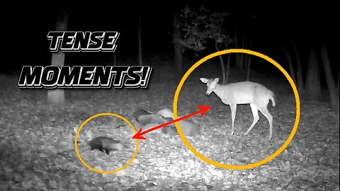 Some tense moments between a possum and a deer