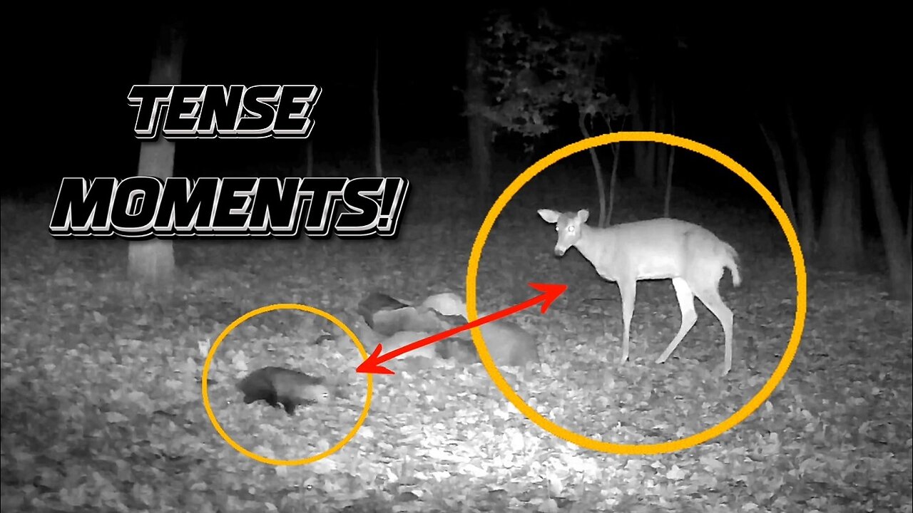 Some tense moments between a possum and a deer