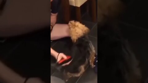Hair cutting of Dog 🐕 by trimmer | #Shorts #Animals #Dog