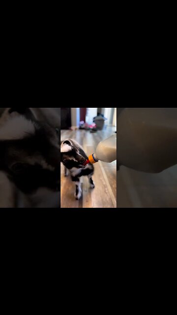 Ricky in the House #shorts