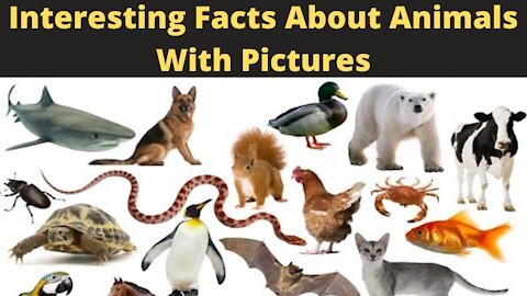 Interesting Facts About Animals With Pictures