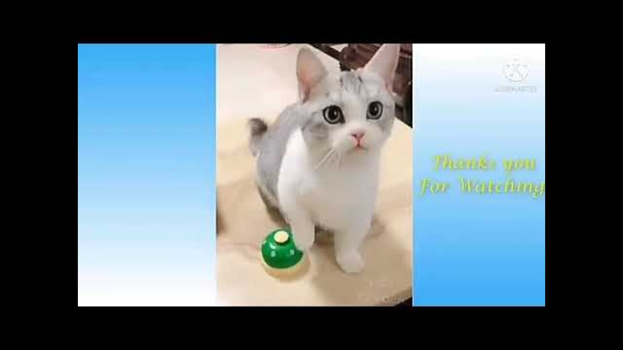 Cute And Funny Pets Try Not To Laugh To These Pets Compilation 47 @anupctg