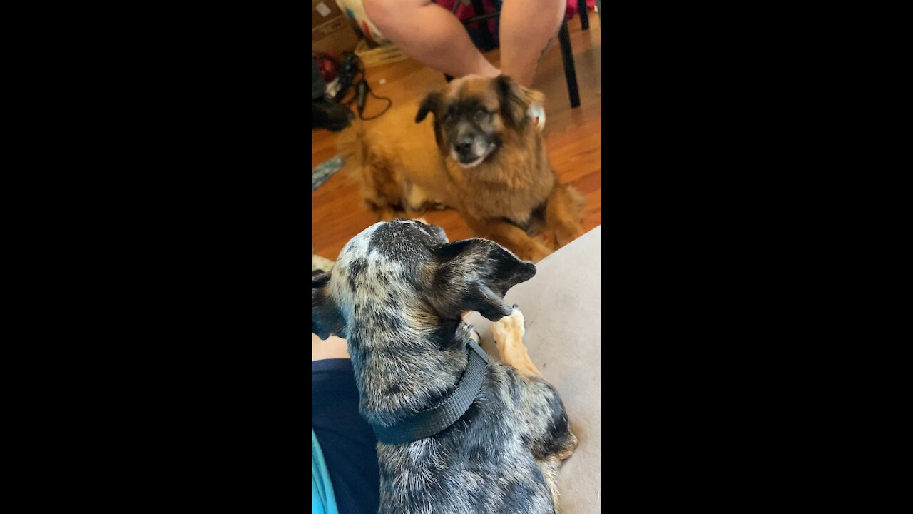 Omg small dog kicked his butt 🤣🤣