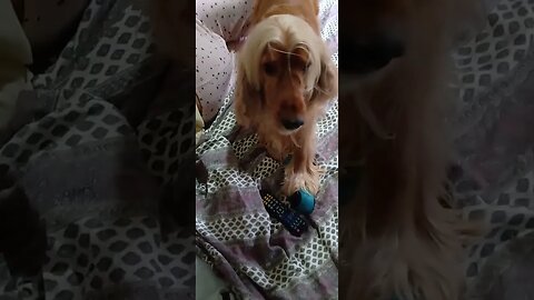 #dogshow , #animals , #dogs , #shortsvideo