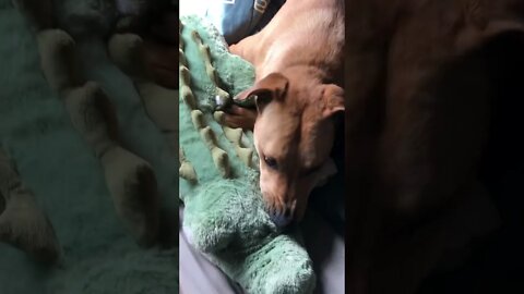 Slinky playing with his crocodile.