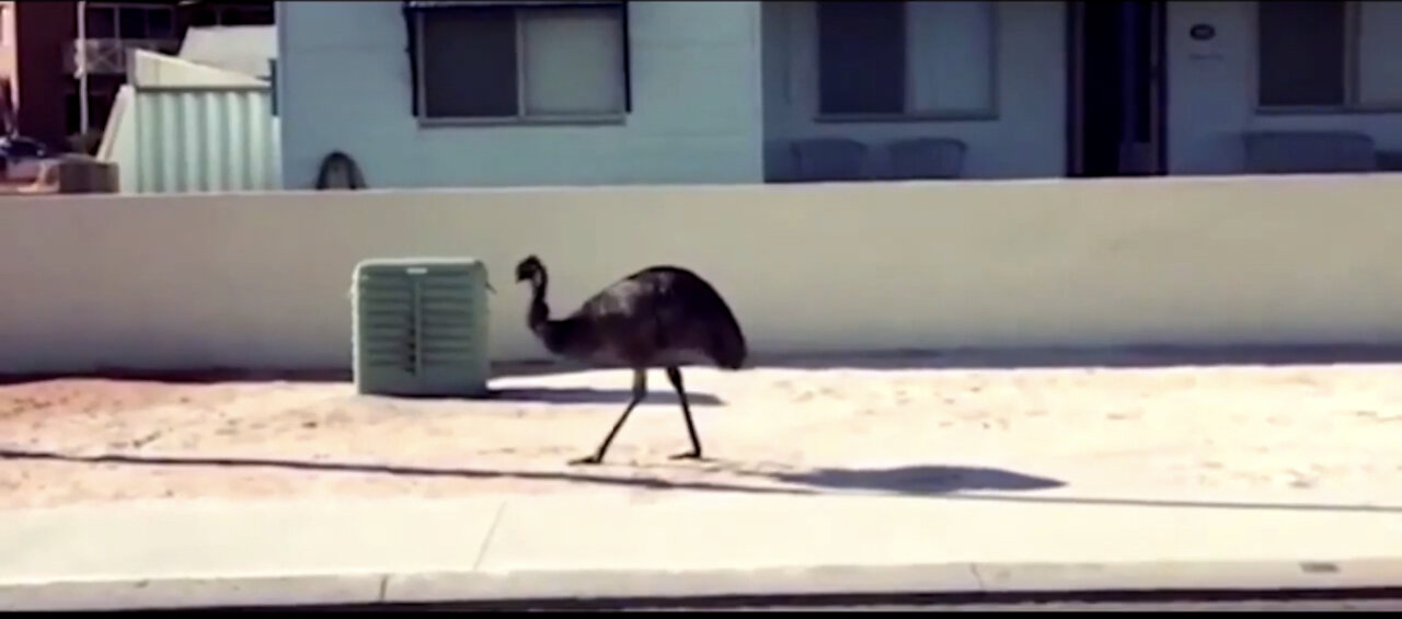 Birds funny videos 🦜