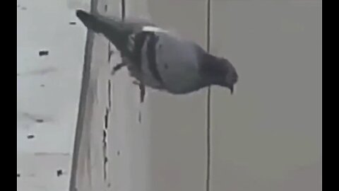 Affectionate Flavors：Last Video of the Affectionate Pigeon