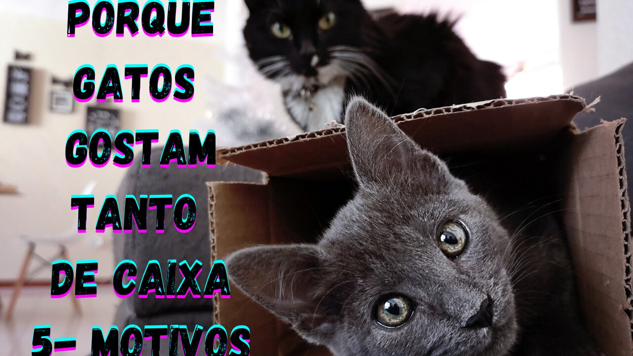 PORQUE GATOS GASTAM DE CAIXA - 5 MOTIVOS PORQUE GATOS GOSTAM TANTO DE CAIXA !!