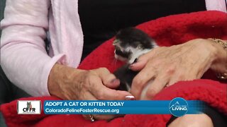 Volunteer & Donate // Colorado Feline Rescue