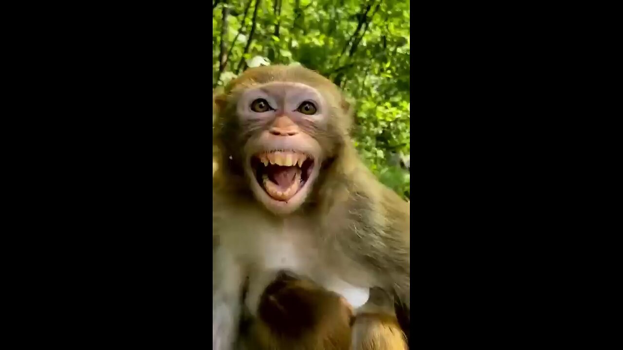 monkey Smiling 😁