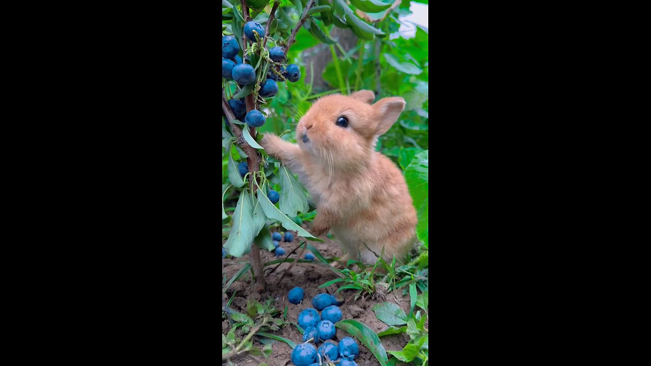 cute rabbit