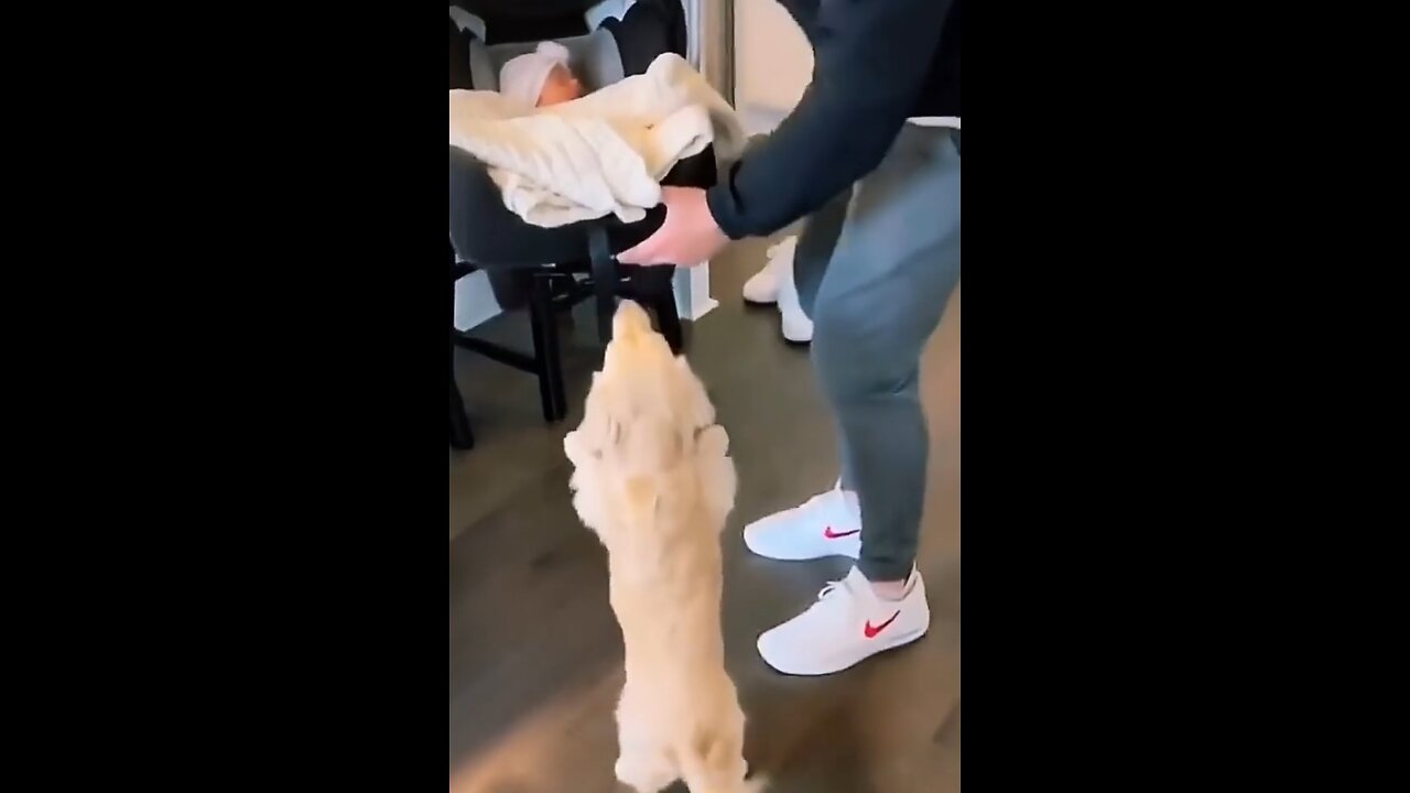 A pup desperately wants to see a todler friend