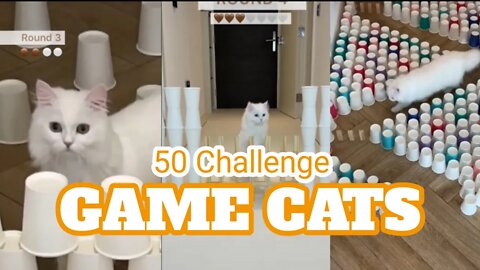 Funniest Cat Videos Compilation 🐱🐶 #24 | FairyCats - Game Cats Challenge