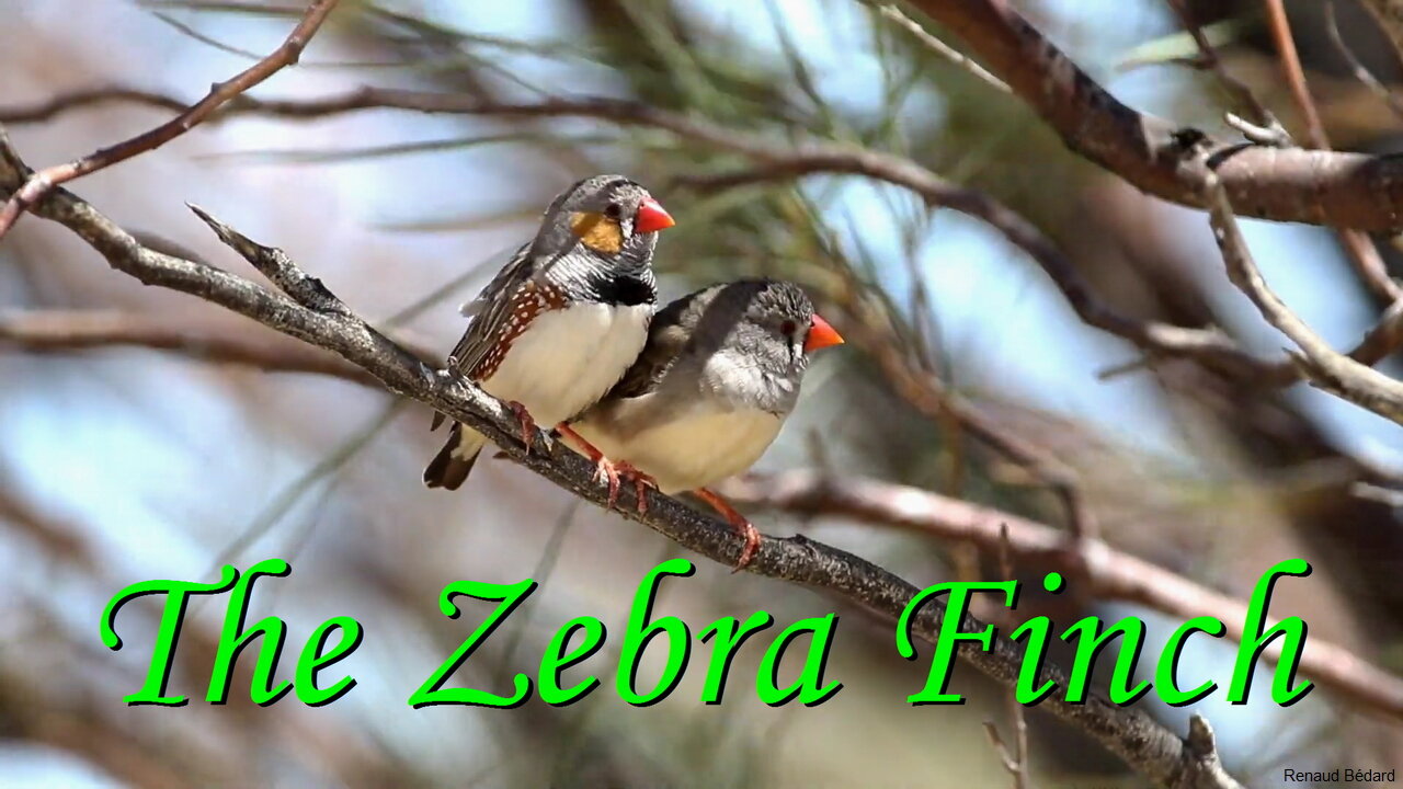 THE ZEBRA FINCH