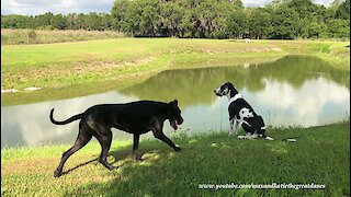 Great Danes Have Fun Splashing and Dashing Through Water and Dirt