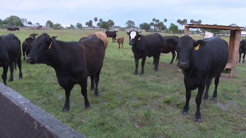 Drought causing concern for Hobe Sound Farmers Market