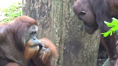 Orangutan spits water at her boyfriend