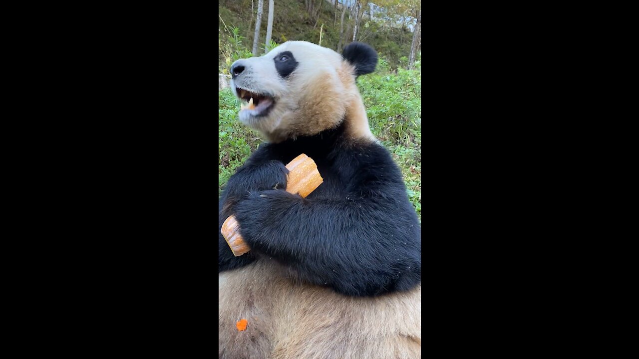 The panda makes a nice sound when eating