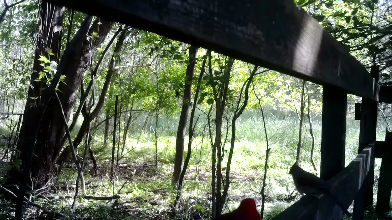 Male cardinal blows it, leaves alone..