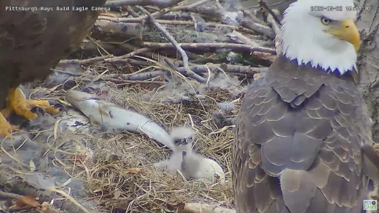 Hays Bald Eagles fish dinner bonks H16- H17 gets bonked 2022 03 22 1611