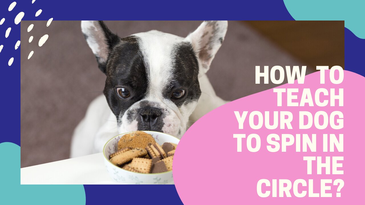 How to teach your dog to spin in the Circle?