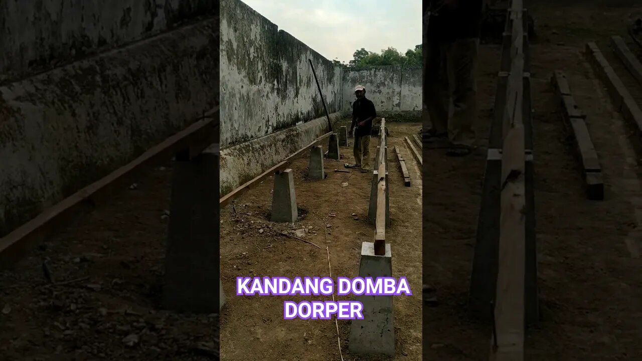 PEMBUATAN AWAL KANDANG DOMBA DORPER.. #shortvideo #dombadorper #ternakdomba #kandangdomba