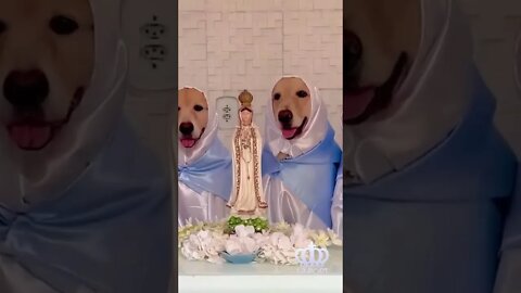 Cachorros rezam uma missa com um intruso