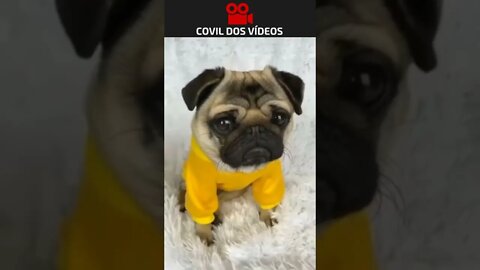 que cachorro fofo 😍😍😍