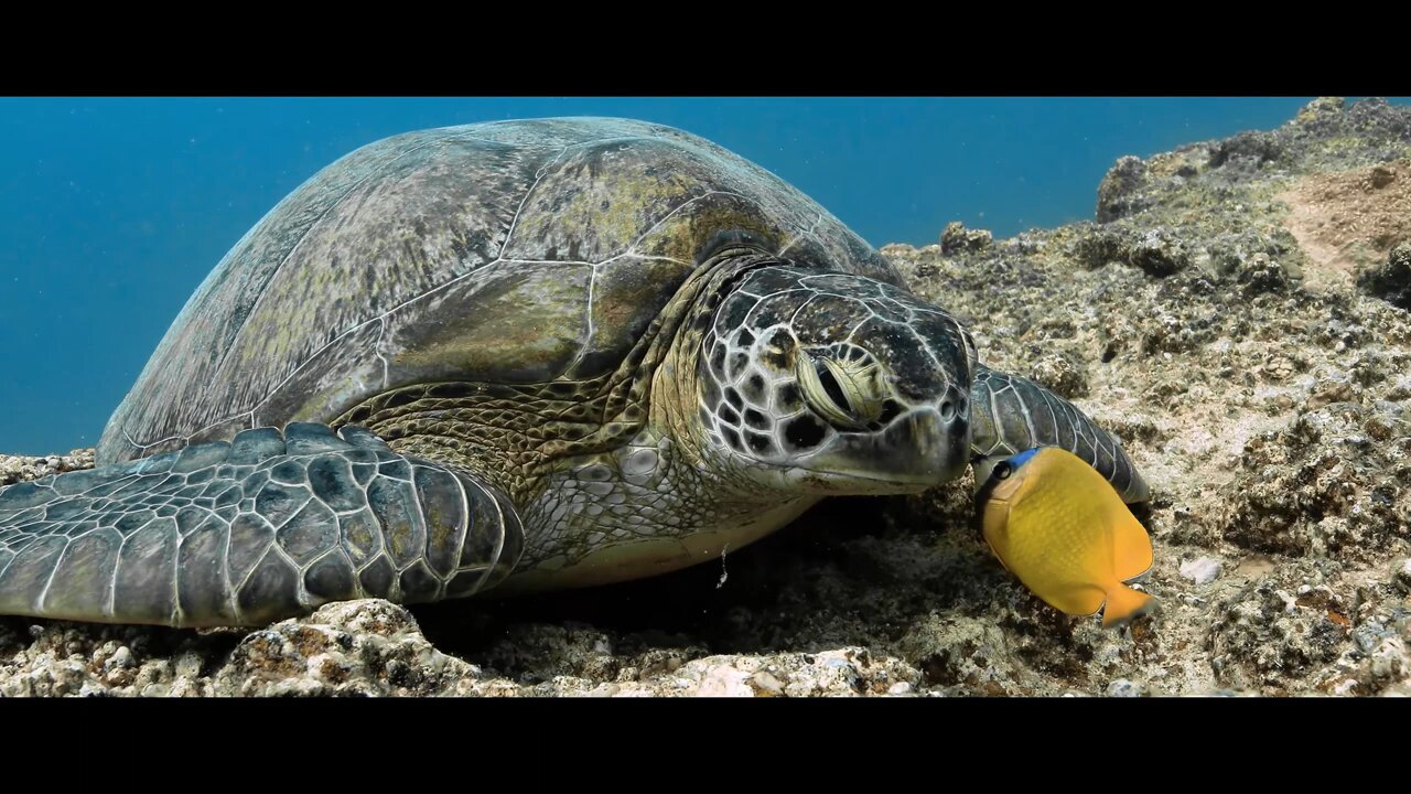 Sea life |pleasure music |Asmr video underwater world