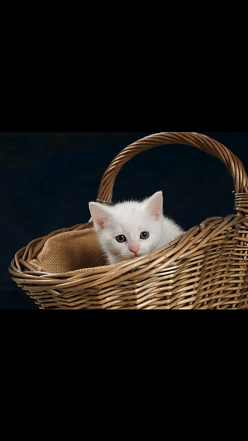 Beautiful Cats😹 & Dogs🐶 Videos of 2023 Compilation! #41