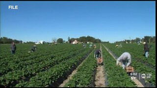 Frigid temps force farmers to take action