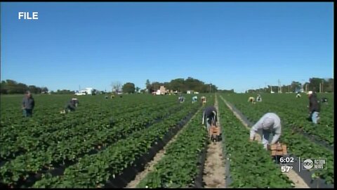 Frigid temps force farmers to take action