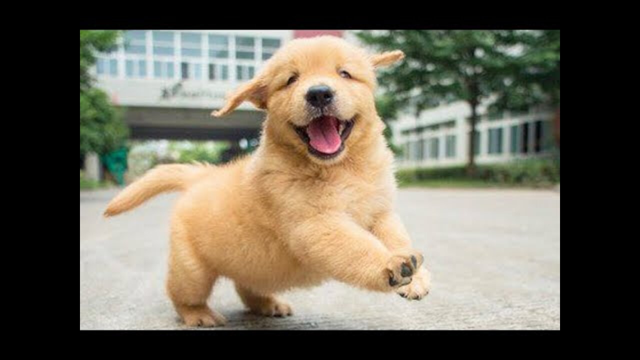 Funniest Animals /Cutest video Ever Best Of The 2020 Funny Animal Videos.cute pet