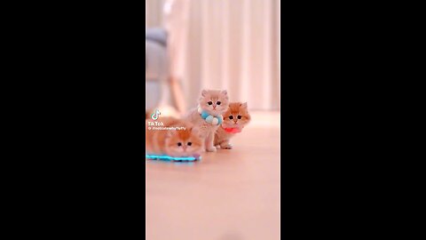 Very Very cute kittens.. cute cat videoss