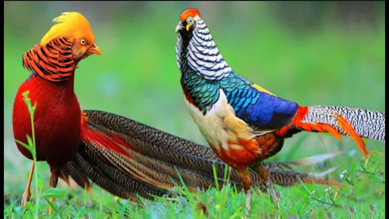 Beautiful Golden Pheasants and Wading Birds