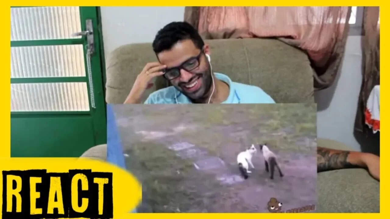 React BRIGA DE GATOS ENGRAÇADOS 4 - THE ULTIMATE CAT FIGHT
