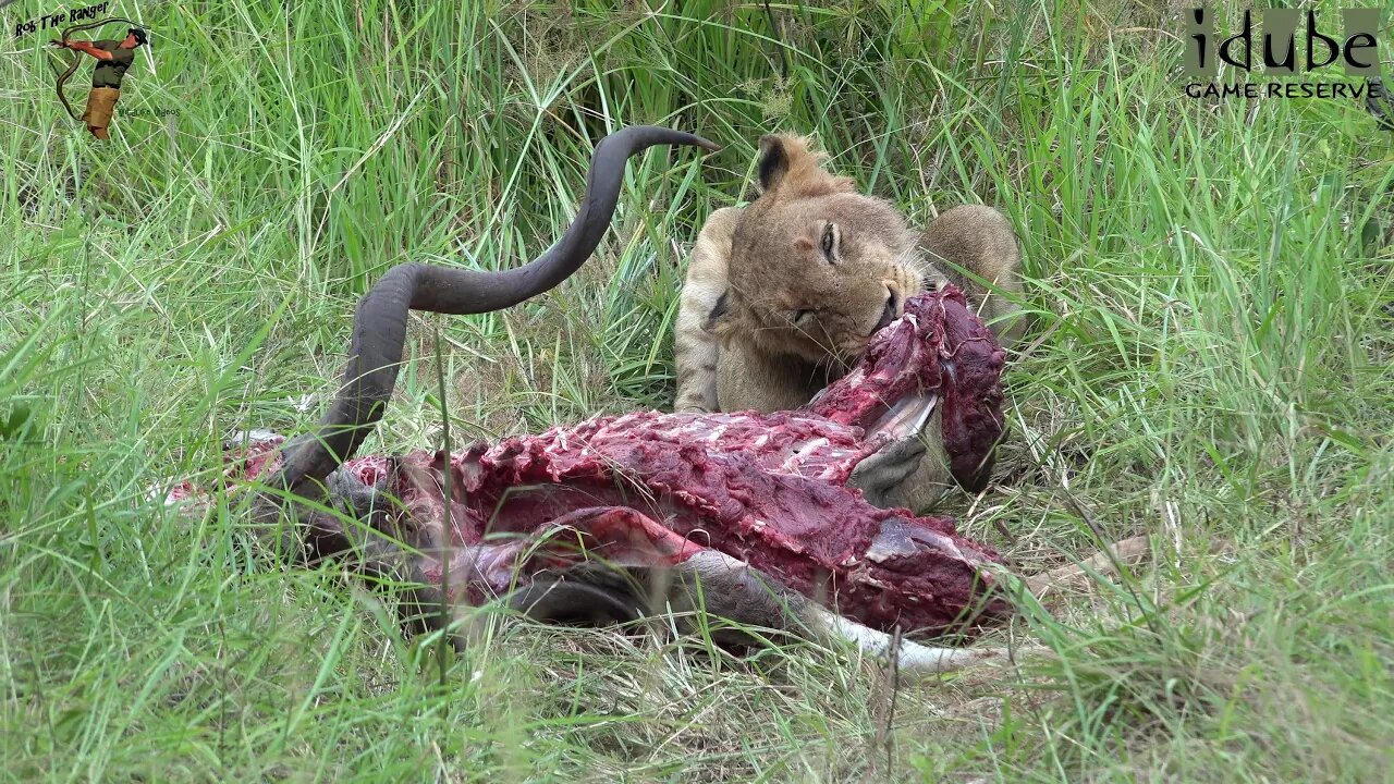 LIONS: Following The Pride 64: Eating A Kudu