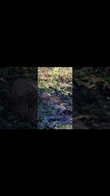 Predator Becomes Prey? #shorts | #ShortsAfrica | #Septdailyshorts