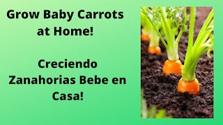 Grow Baby Carrots at Home!